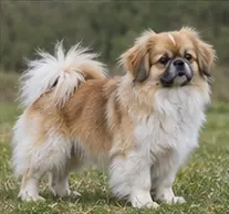 Tibetan Mastiff