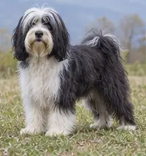 Tibetan spaniel