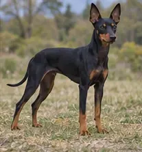 Toy Fox Terrier