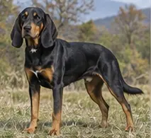 Toy Manchester Terrier
