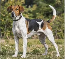 Transylvanian Hound