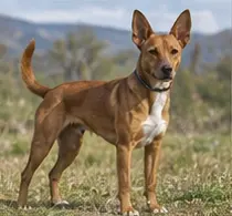 Treeing Cur