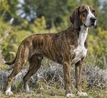 Treeing Feist