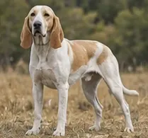 Treeing Walker Coonhound