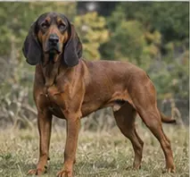 Trigg Hound