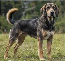 Valencian Terrier