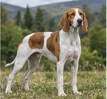 Weimaraner