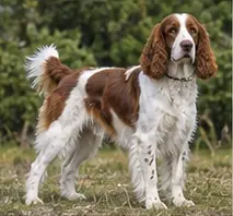 Welsh Sheepdog