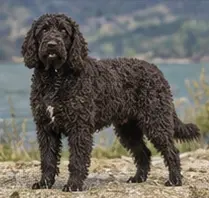 West Siberian Laika