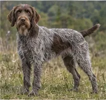 Wire Fox Terrier