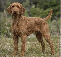 Wirehaired Pointing Griffon