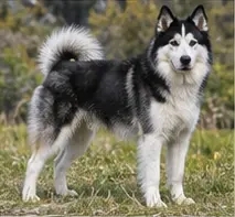 Xiasi Dog