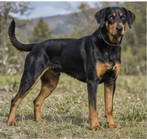 Yakutian Laika