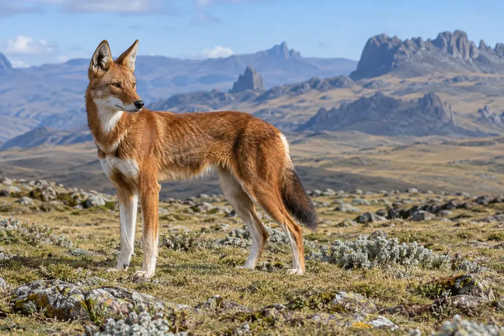 Loup d’Éthiopie (ou Chacal du Simien)