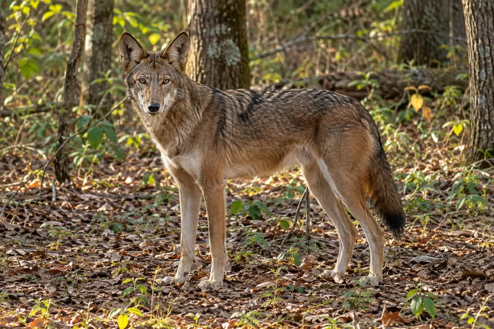 Loup rouge